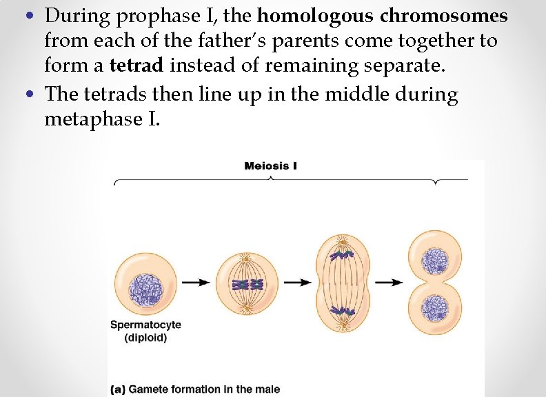  • During prophase I, the homologous chromosomes from each of the father’s parents