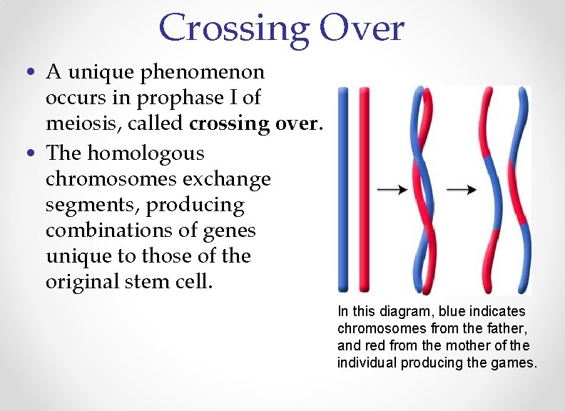Crossing Over • A unique phenomenon occurs in prophase I of meiosis, called crossing