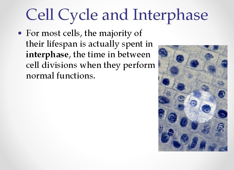 Cell Cycle and Interphase • For most cells, the majority of their lifespan is