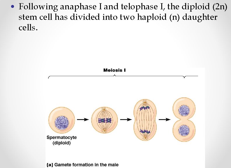  • Following anaphase I and telophase I, the diploid (2 n) stem cell