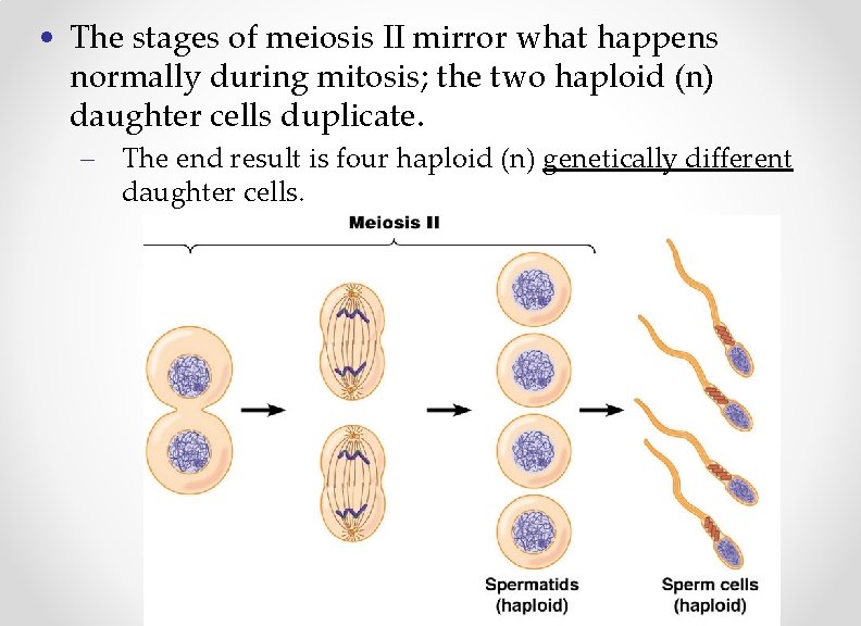  • The stages of meiosis II mirror what happens normally during mitosis; the