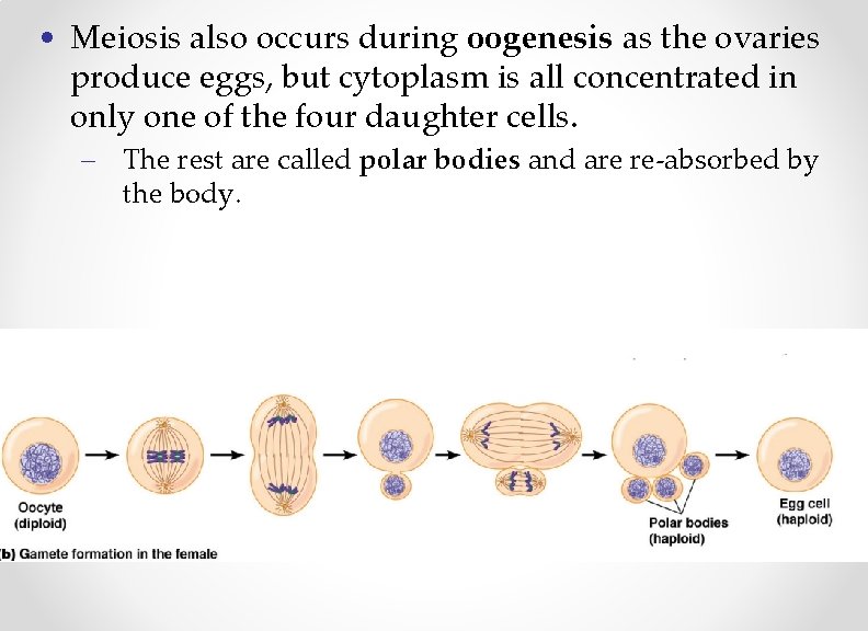  • Meiosis also occurs during oogenesis as the ovaries produce eggs, but cytoplasm