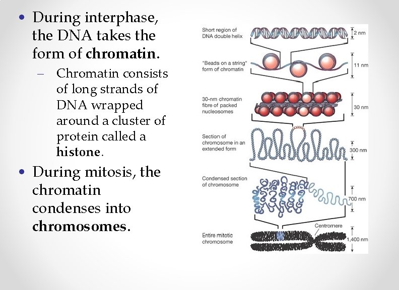  • During interphase, the DNA takes the form of chromatin. – Chromatin consists