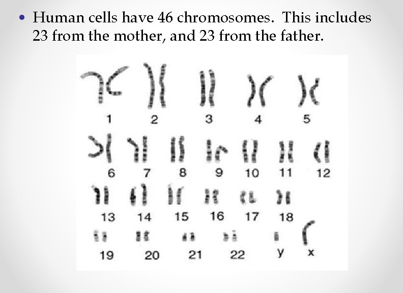  • Human cells have 46 chromosomes. This includes 23 from the mother, and