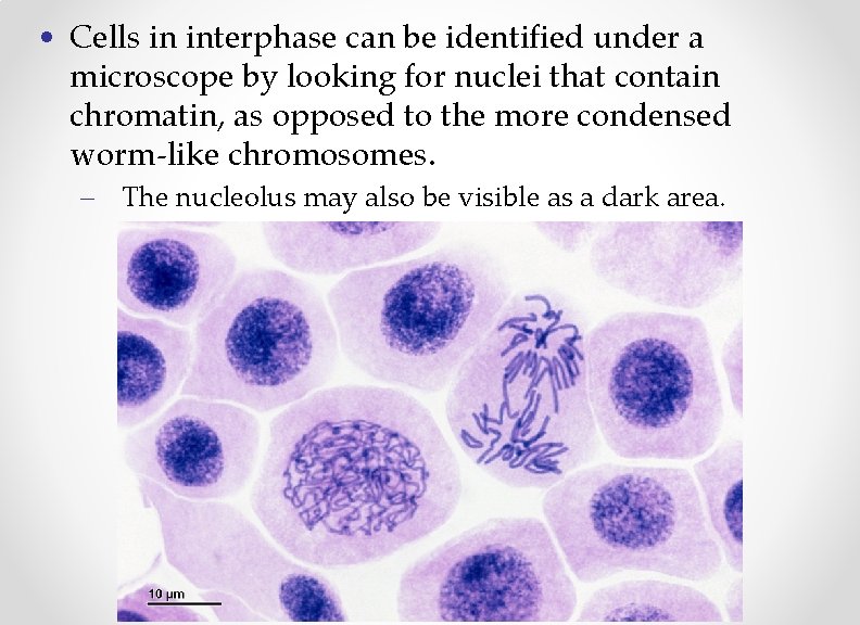  • Cells in interphase can be identified under a microscope by looking for