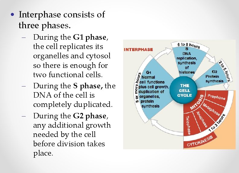  • Interphase consists of three phases. – During the G 1 phase, the