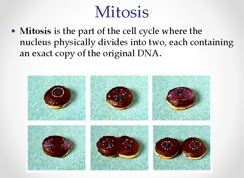 Mitosis • Mitosis is the part of the cell cycle where the nucleus physically