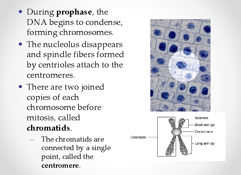  • During prophase, the DNA begins to condense, forming chromosomes. • The nucleolus