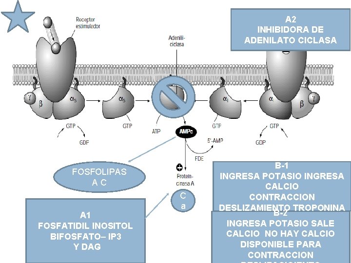 A 2 INHIBIDORA DE ADENILATO CICLASA FOSFOLIPAS A C A 1 FOSFATIDIL INOSITOL BIFOSFATO–