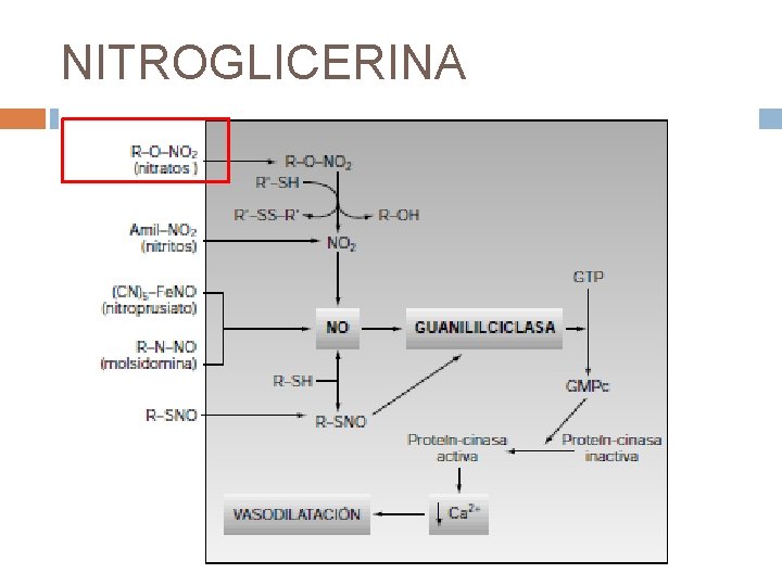 NITROGLICERINA La nitroglicerina y los nitratos provocan vasodilatación por incremento del guanosín monofosfato cíclico