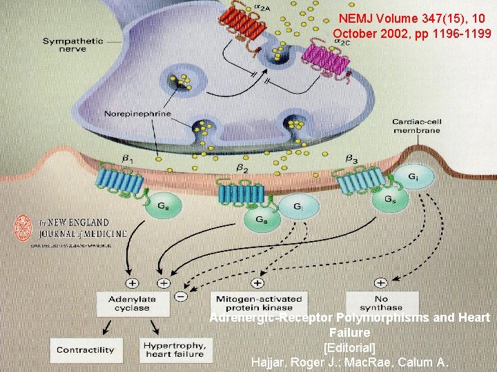 NEMJ Volume 347(15), 10 October 2002, pp 1196 -1199 Adrenergic-Receptor Polymorphisms and Heart Failure