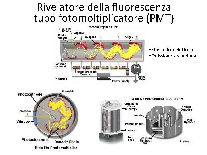 Rivelatore della fluorescenza tubo fotomoltiplicatore (PMT) • Effetto fotoelettrico • Emissione secondaria 