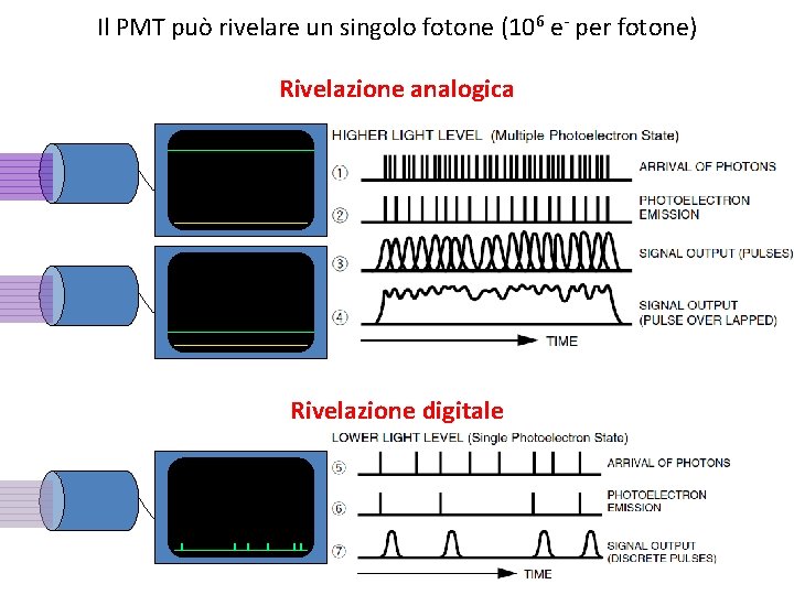 Il PMT può rivelare un singolo fotone (106 e- per fotone) Rivelazione analogica Rivelazione