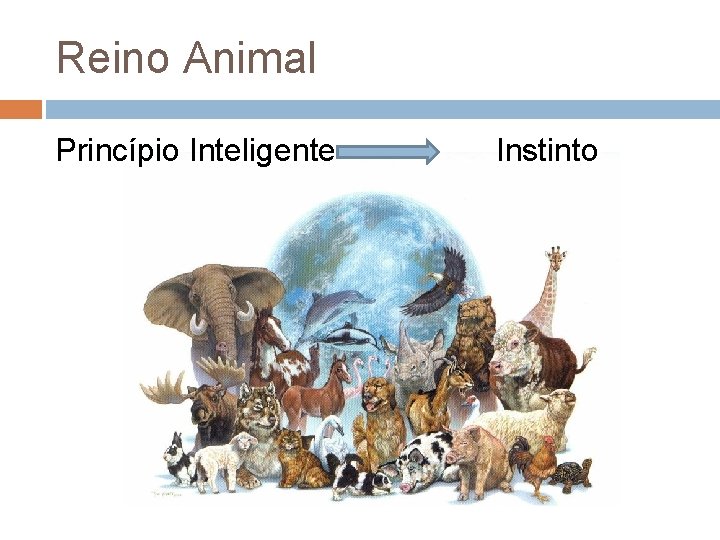 Reino Animal Princípio Inteligente Instinto 