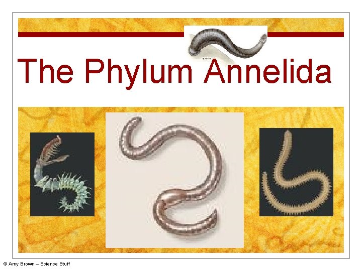 The Phylum Annelida © Amy Brown – Science Stuff 