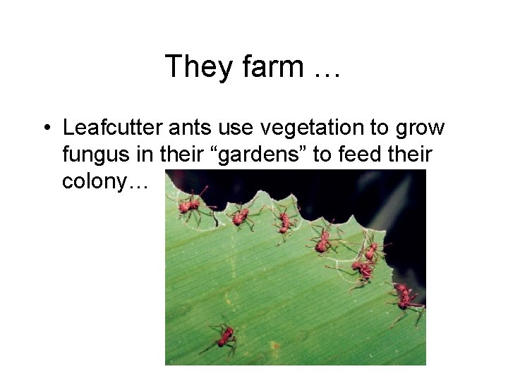 They farm … • Leafcutter ants use vegetation to grow fungus in their “gardens”
