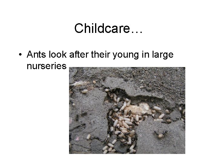 Childcare… • Ants look after their young in large nurseries 