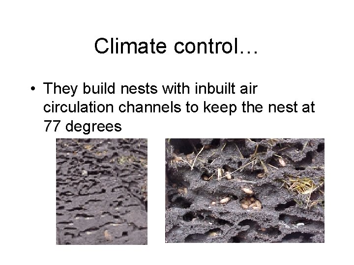 Climate control… • They build nests with inbuilt air circulation channels to keep the