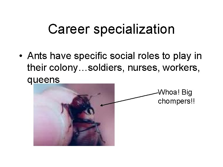 Career specialization • Ants have specific social roles to play in their colony…soldiers, nurses,