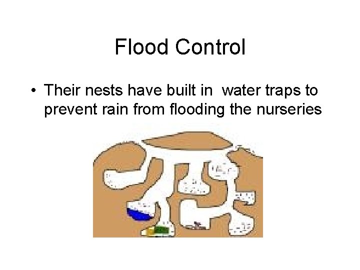 Flood Control • Their nests have built in water traps to prevent rain from