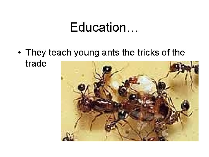 Education… • They teach young ants the tricks of the trade 