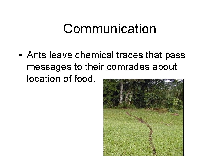 Communication • Ants leave chemical traces that pass messages to their comrades about location