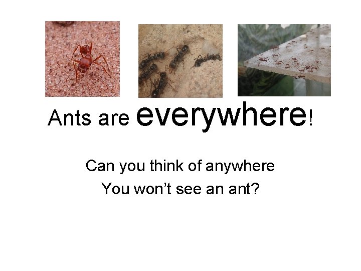 Ants are everywhere! Can you think of anywhere You won’t see an ant? 