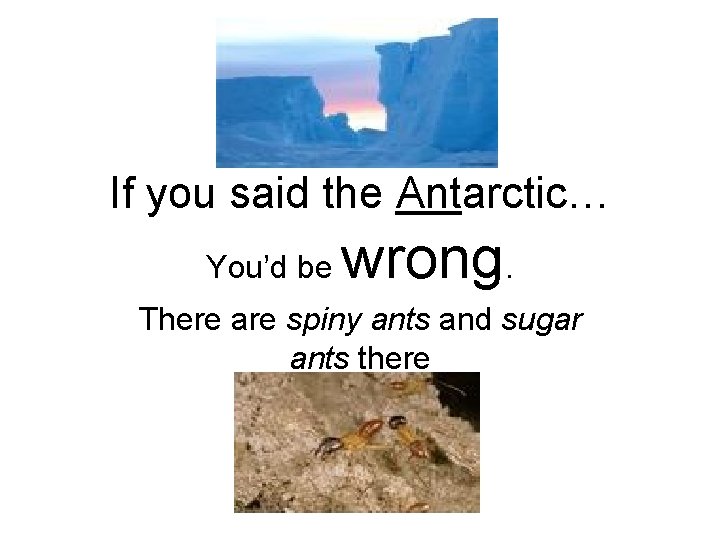 If you said the Antarctic… You’d be wrong. There are spiny ants and sugar