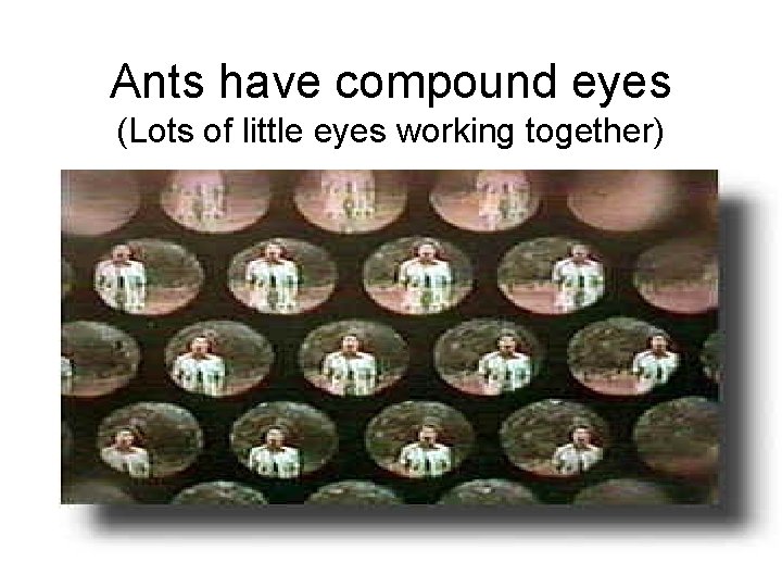 Ants have compound eyes (Lots of little eyes working together) 