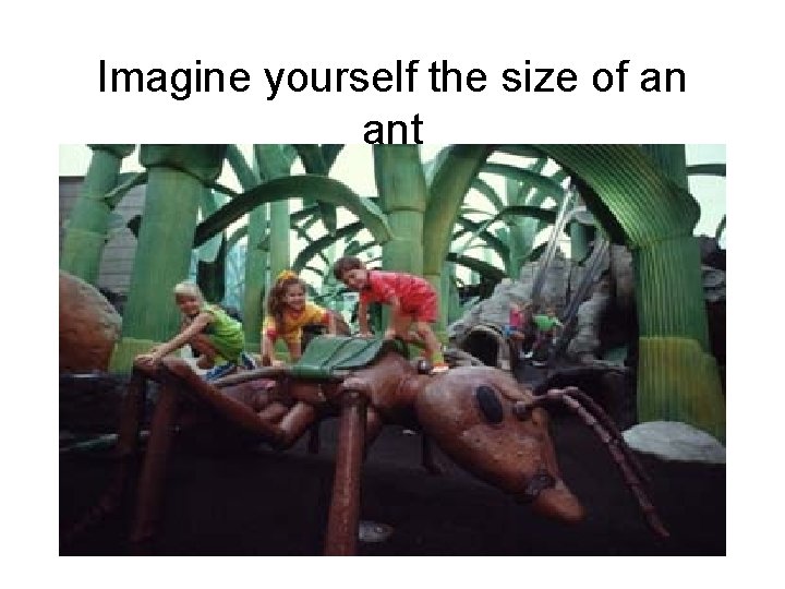 Imagine yourself the size of an ant 