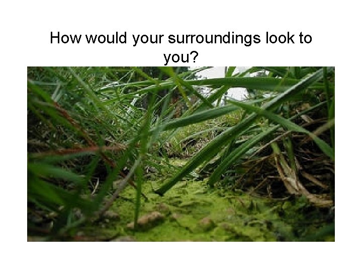 How would your surroundings look to you? 