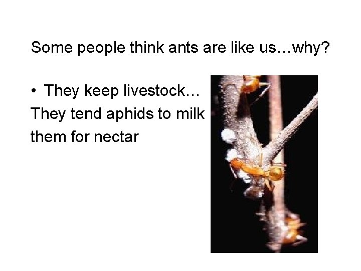 Some people think ants are like us…why? • They keep livestock… They tend aphids