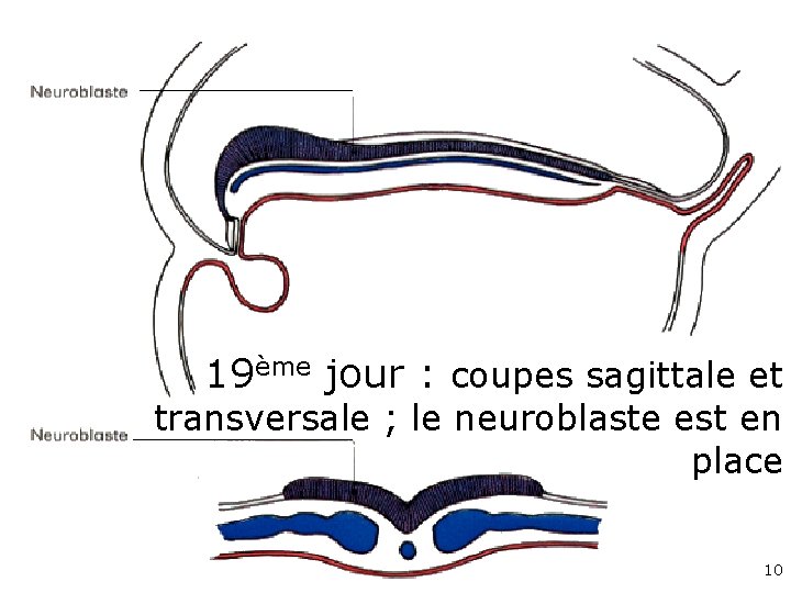19ème jour : coupes sagittale et transversale ; le neuroblaste est en place 10