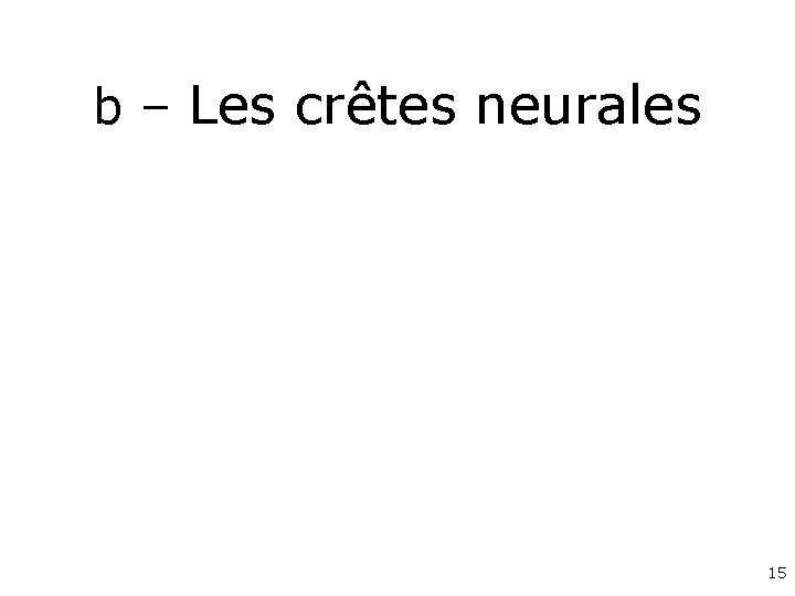 b – Les crêtes neurales 15 