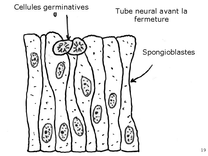 Cellules germinatives Tube neural avant la fermeture Spongioblastes 19 