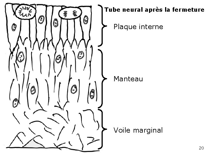 Tube neural après la fermeture Plaque interne Manteau Voile marginal 20 