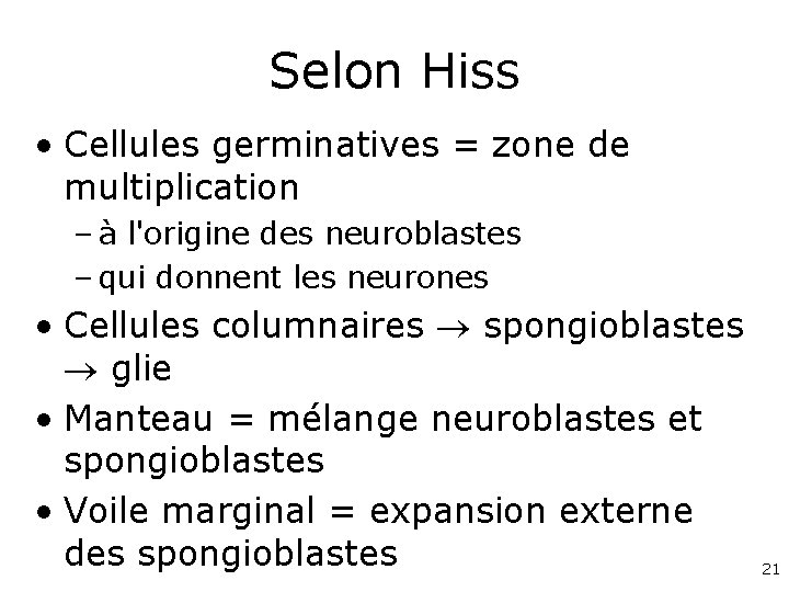 Selon Hiss • Cellules germinatives = zone de multiplication – à l'origine des neuroblastes