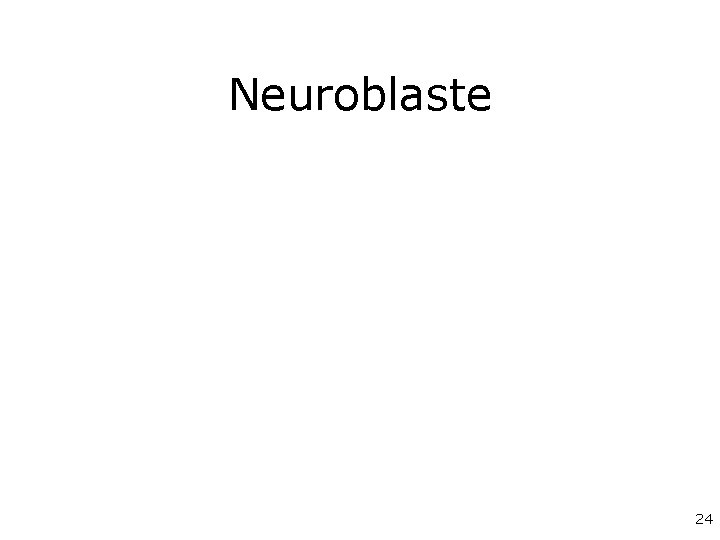 Neuroblaste 24 