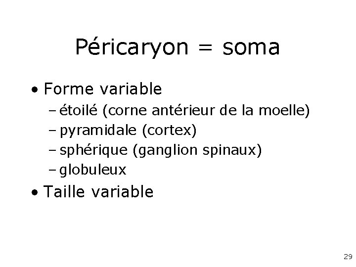 Péricaryon = soma • Forme variable – étoilé (corne antérieur de la moelle) –