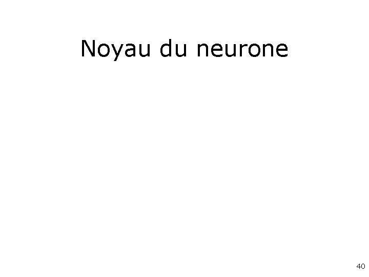 Noyau du neurone 40 
