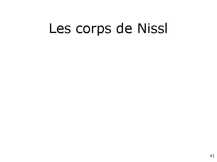 Les corps de Nissl 41 