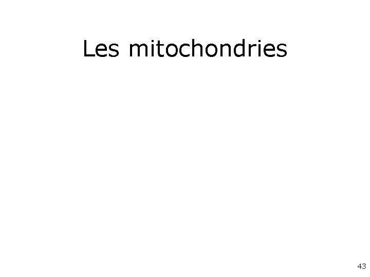 Les mitochondries 43 