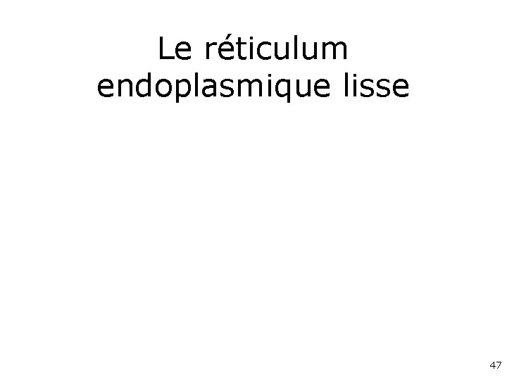 Le réticulum endoplasmique lisse 47 