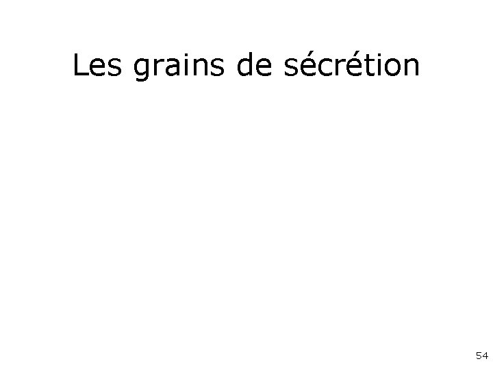 Les grains de sécrétion 54 