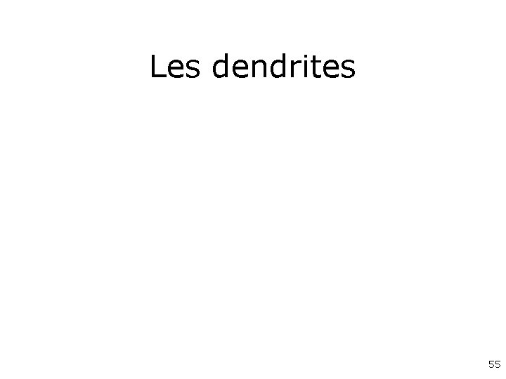 Les dendrites 55 