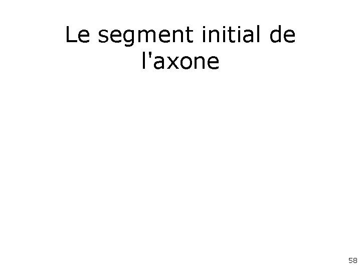 Le segment initial de l'axone 58 