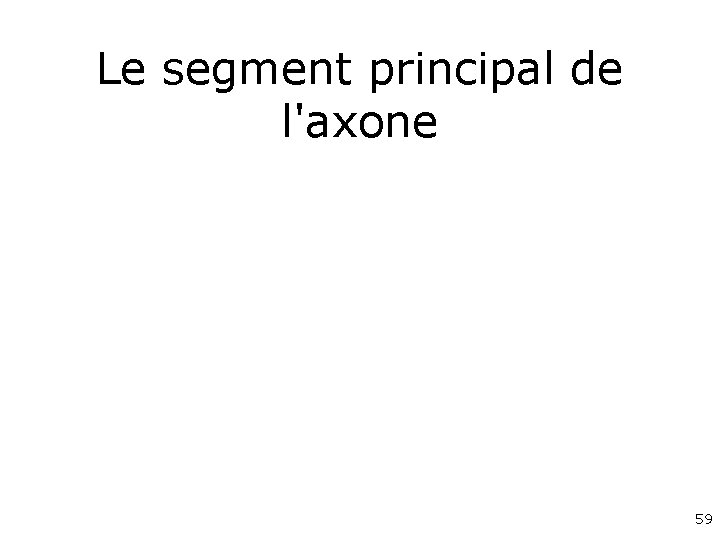 Le segment principal de l'axone 59 