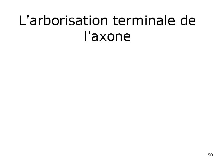 L'arborisation terminale de l'axone 60 