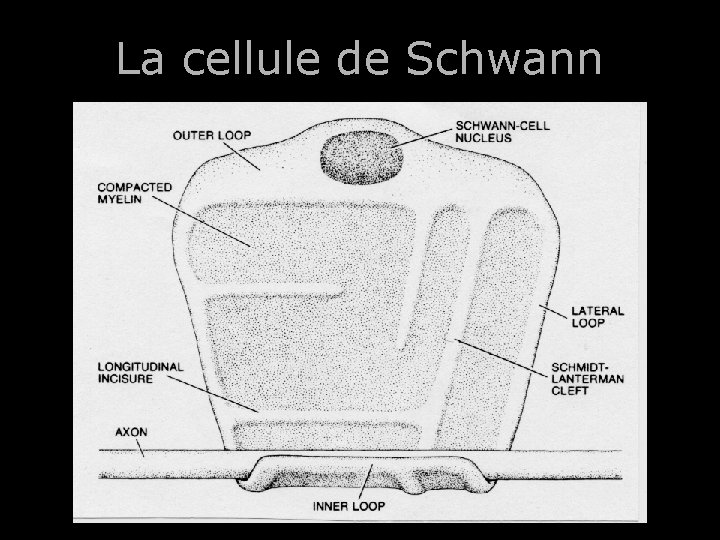 La cellule de Schwann 68 