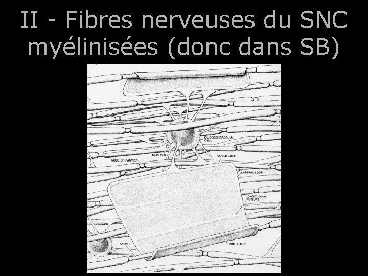 II - Fibres nerveuses du SNC myélinisées (donc dans SB) 71 